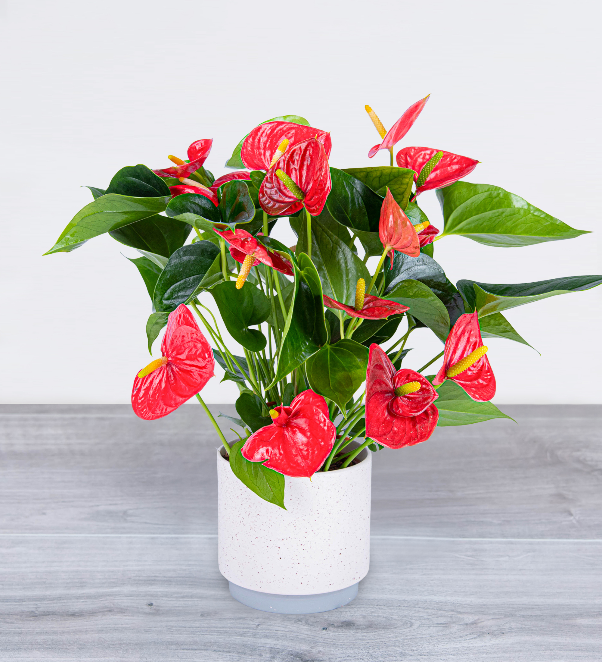 Lovely Anthurium | Prestige Flowers