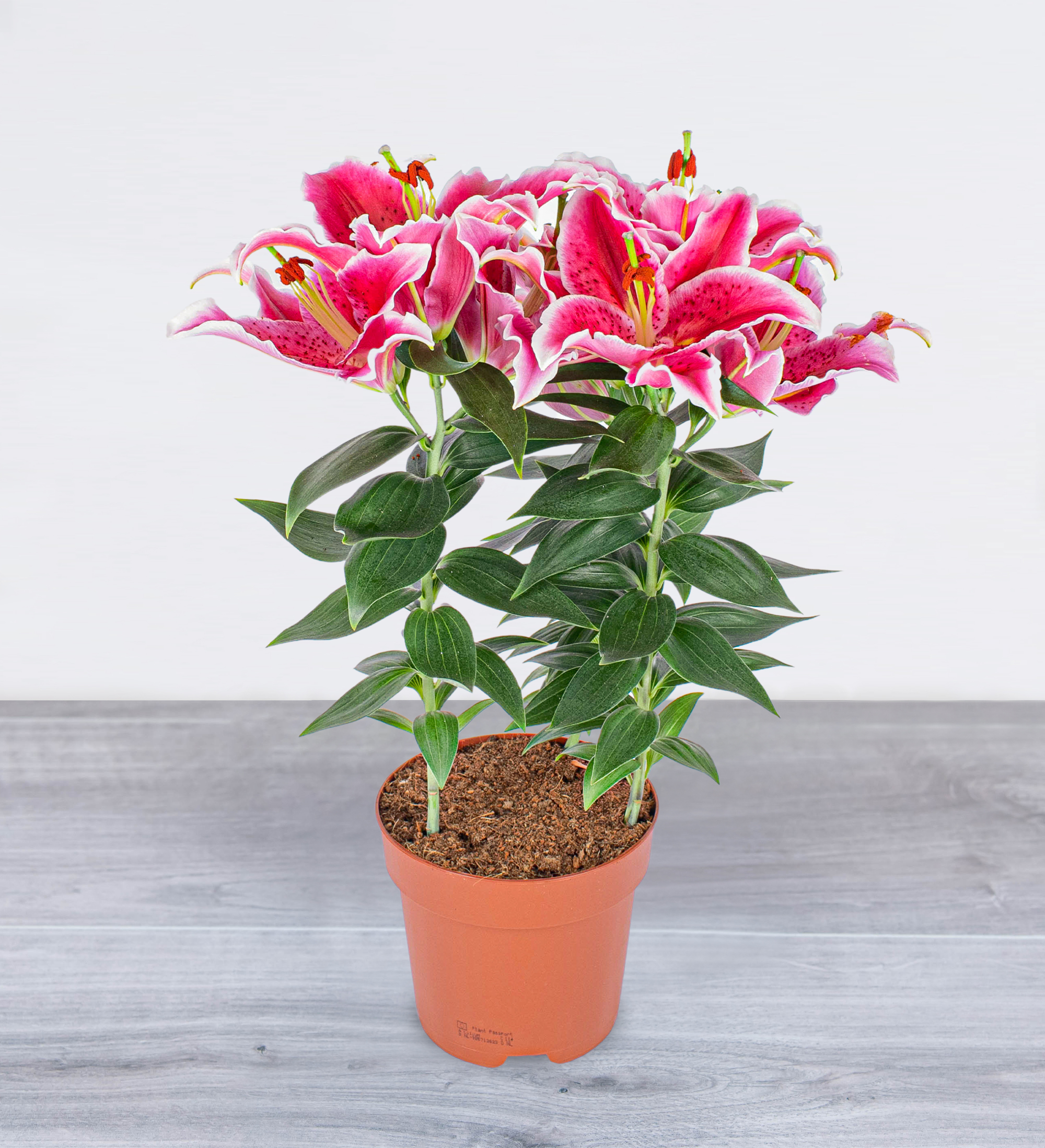 Oriental Lily Prestige Flowers